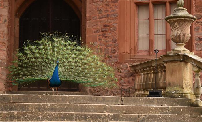 A male blue peacock standing proudly at the top of the stone steps to the castle with his green tail feathers on show